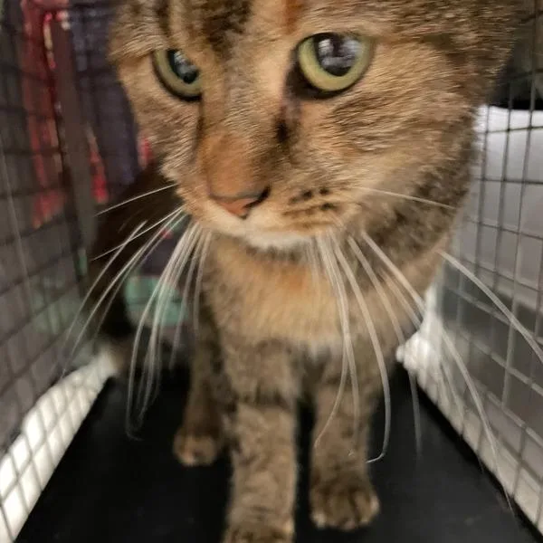 An adult small-sized female Domestic Short Hair cat named Relaina for adoption in Des Moines, IA