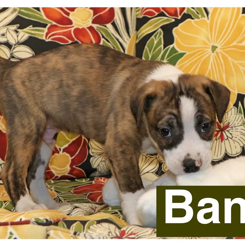 A baby medium-sized male Brindle Hound dog named Banjo for adoption in Potomac, MD