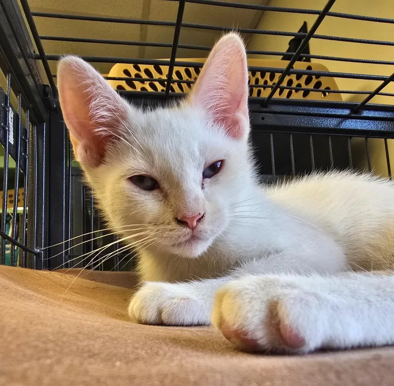 A baby small-sized male Domestic Short Hair cat named Boo Thang for adoption in Blountville, TN