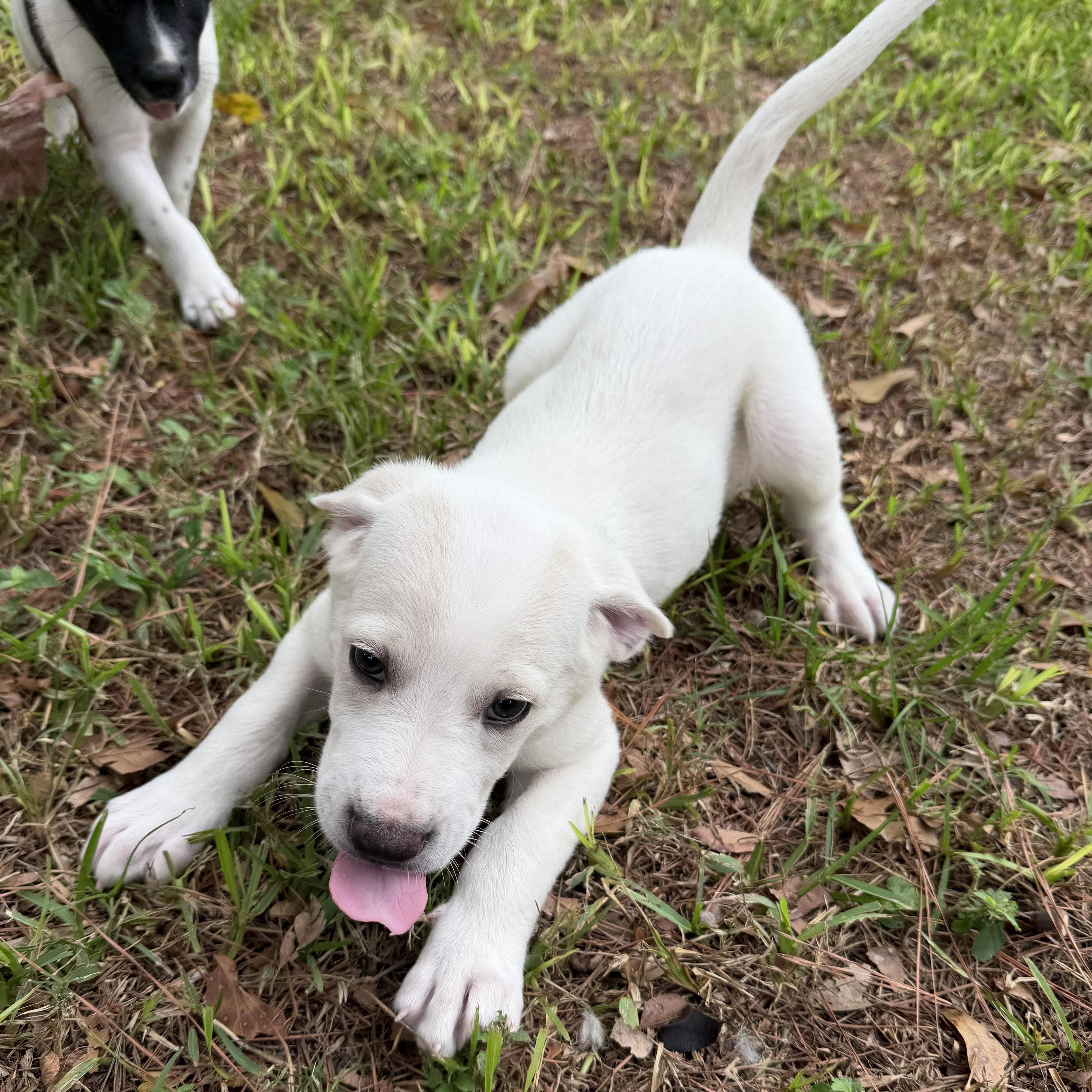A baby medium-sized male Beagle dog named Levi Sweet for adoption in Houston, TX