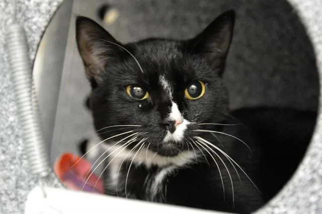 A young medium-sized female Domestic Short Hair cat named Sally Carrera for adoption in Colorado Springs, CO