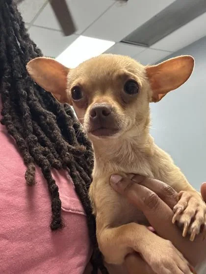 An adult small-sized female Chihuahua dog named Concha for adoption in Morton Grove, IL