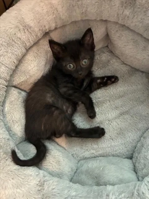 A baby small-sized male Black Domestic Short Hair cat named Espresso for adoption in Woodland, CA