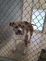 An adult medium-sized female Brindle Pit Bull Terrier dog named Harley for adoption in Moline, IL