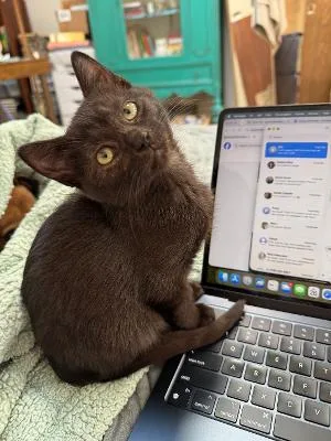 A baby medium-sized female Black Domestic Short Hair cat named Amelia for adoption in Mokena, IL