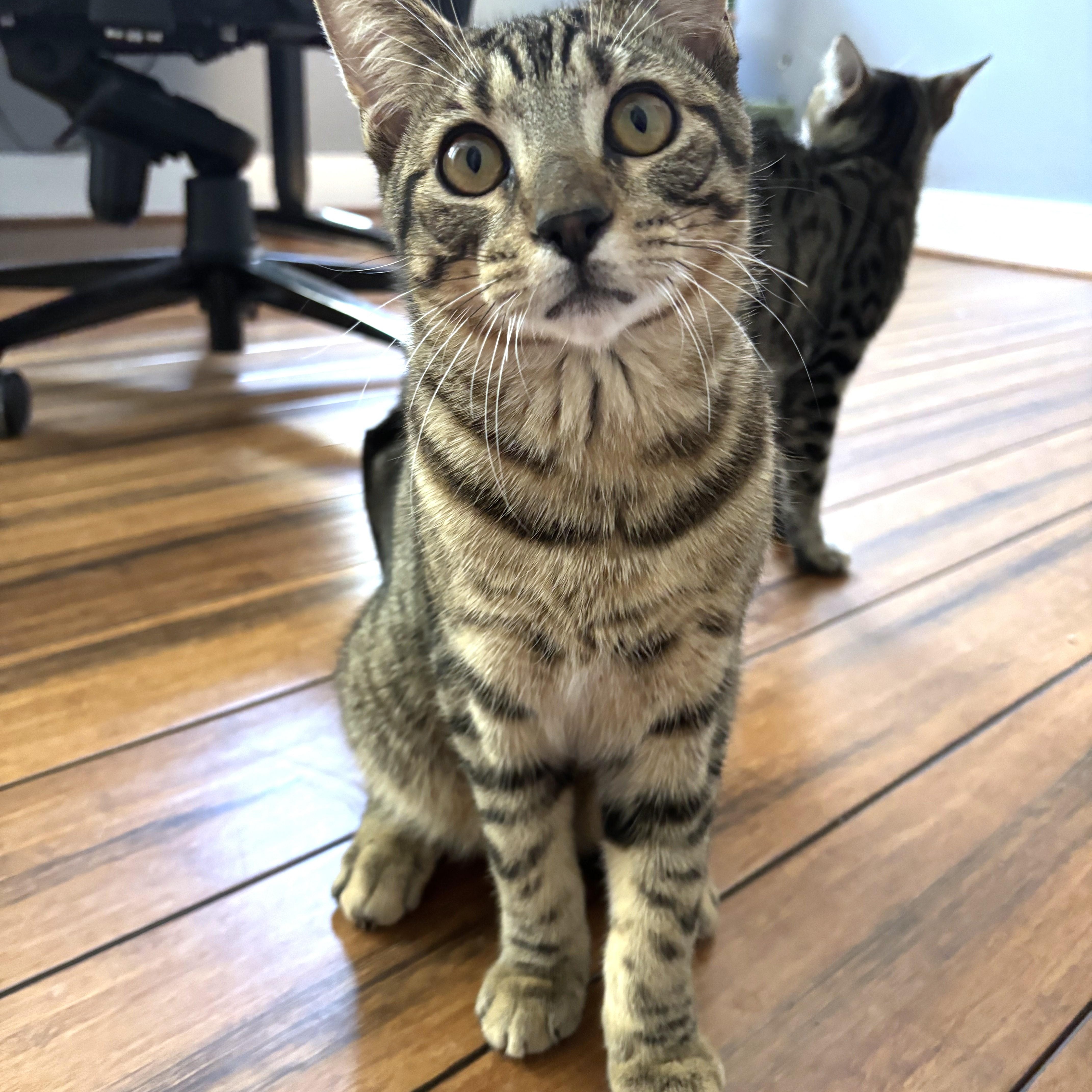 A baby medium-sized male Domestic Short Hair cat named Macdougal for adoption in Apex, NC