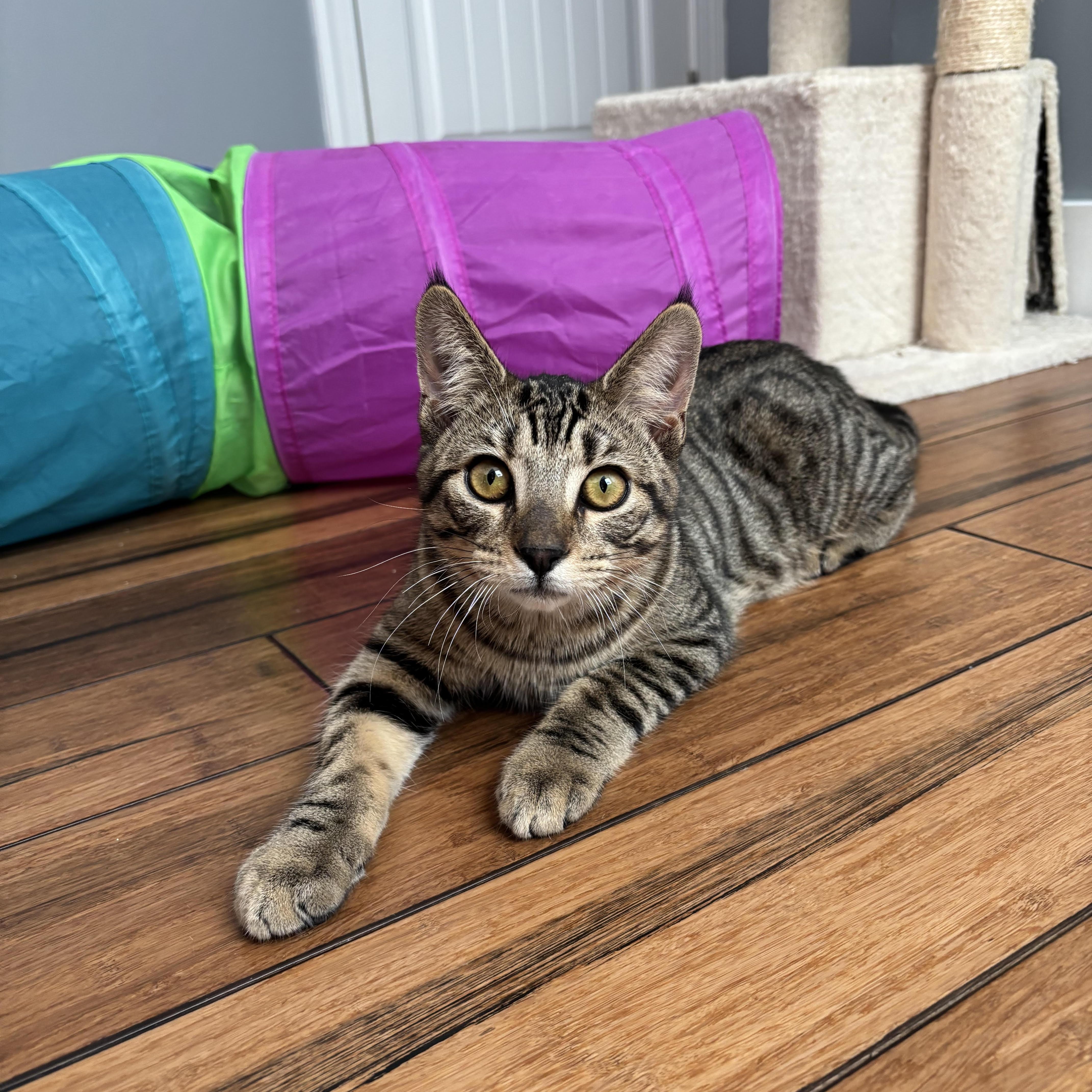 Macdougal thumbnail 2