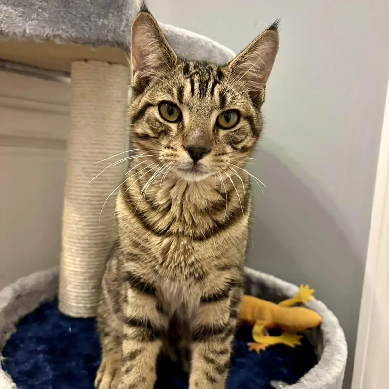 Macdougal thumbnail 3