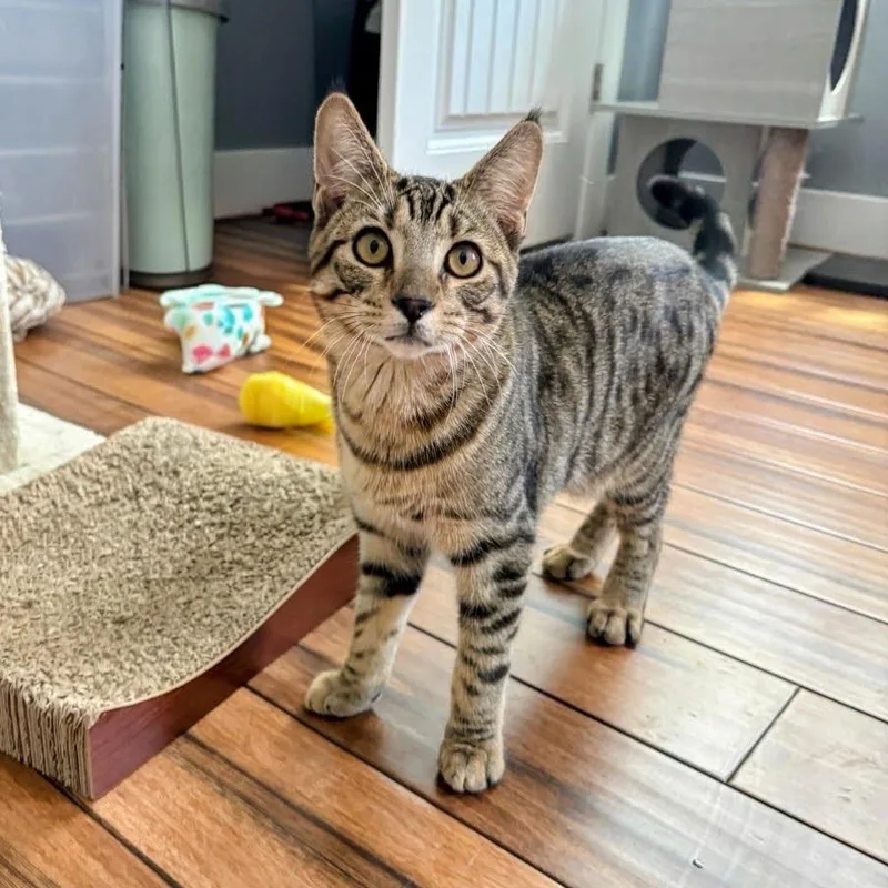 Macdougal thumbnail 4