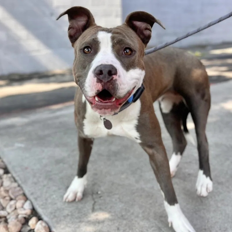 An adult medium-sized female Gray / Blue / Silver Mixed Breed dog named Tia Dalma for adoption in Salt Lake City, UT
