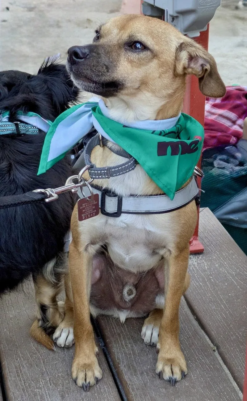An adult small-sized male Chihuahua dog named Bobby for adoption in Evergreen, CO