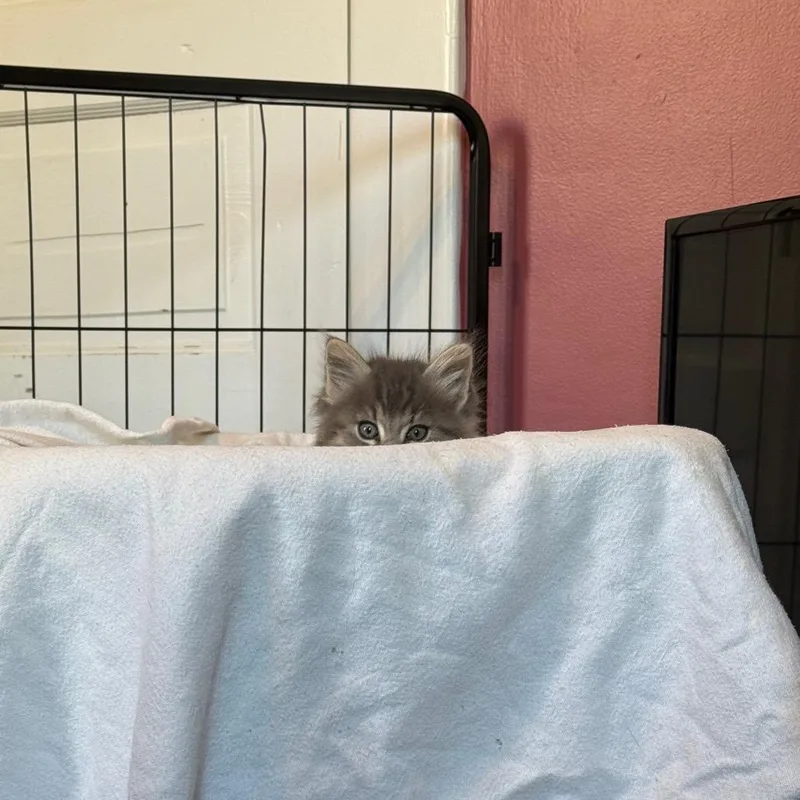 A baby small-sized female Gray / Blue / Silver Domestic Long Hair cat named Amethyst for adoption in Granville, OH