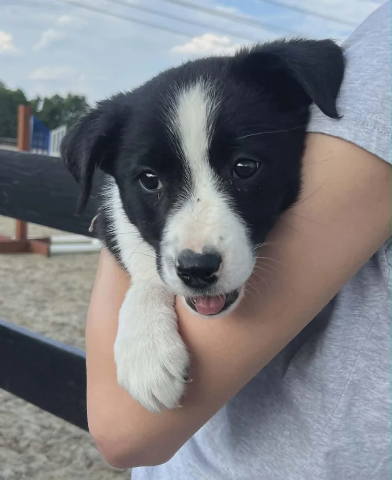 A baby small-sized male Border Collie dog named Hinley for adoption in Havertown, PA