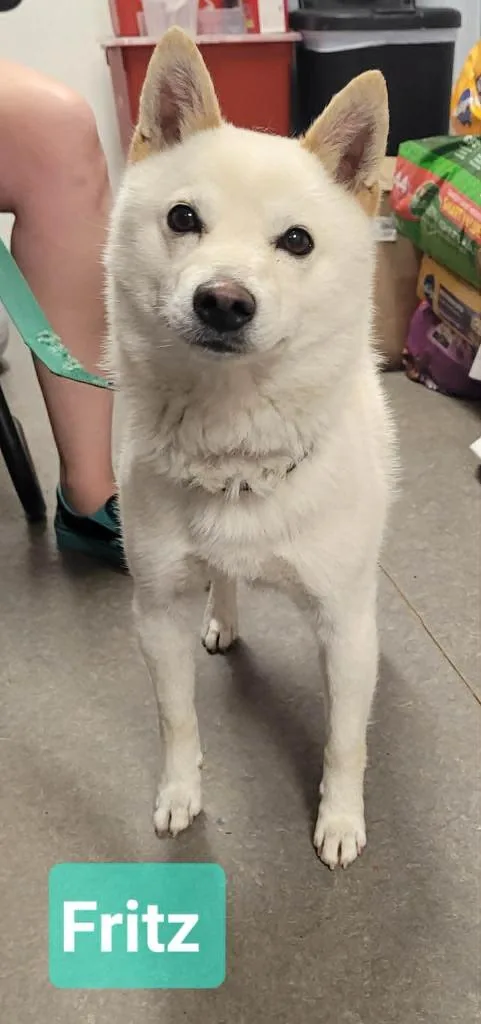 An adult medium-sized male Spitz dog named Fritz for adoption in Richmond, IN