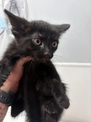 A baby medium-sized male Domestic Short Hair cat named Mcgurdy for adoption in West Chester, PA
