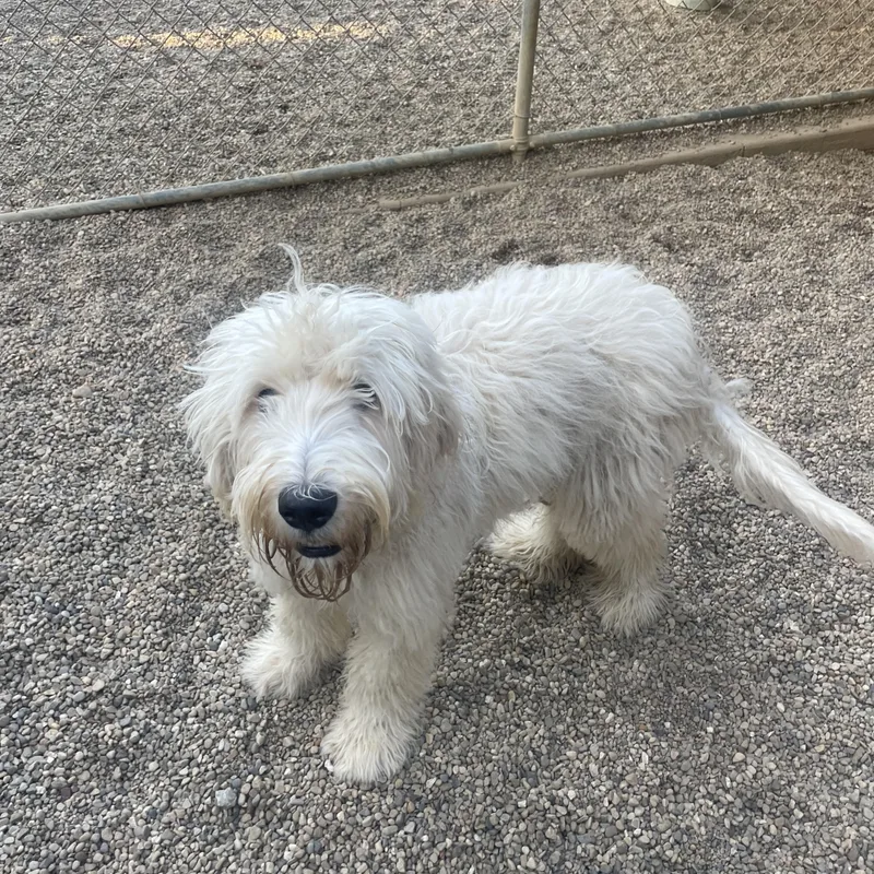 A young medium-sized male White / Cream Labradoodle dog named Dusty for adoption in Lacon, IL