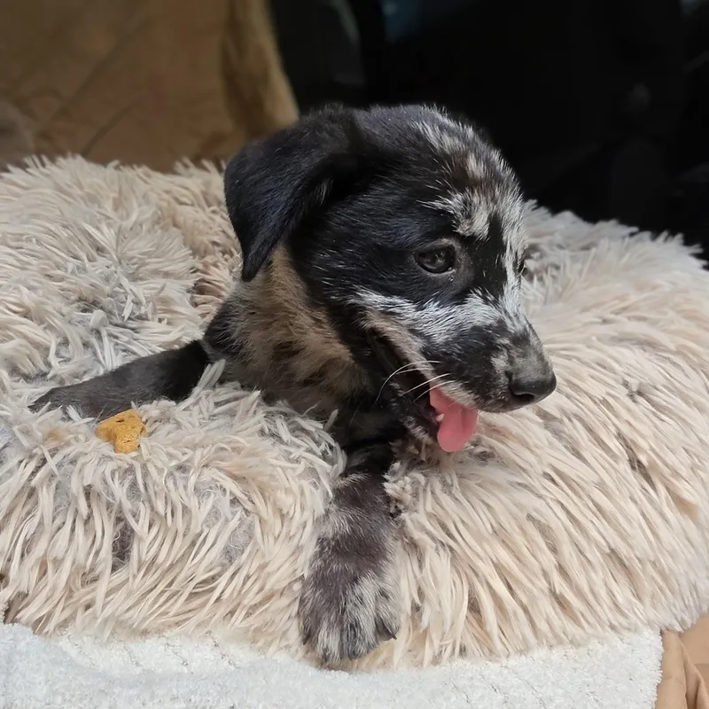A baby medium-sized female Australian Shepherd dog named Amazon for adoption in Cleveland, TX