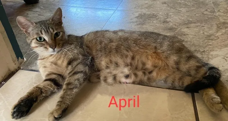 An adult medium-sized female Tabby (Tiger Striped) Tabby cat named April for adoption in Las Cruces, NM