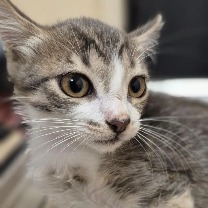 A baby small-sized female Brown / Chocolate Domestic Short Hair cat named Cher for adoption in Lake Panasoffkee, FL