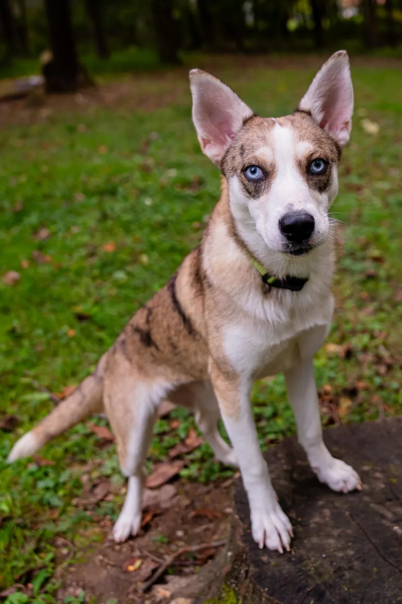 A young medium-sized female Merle (Blue) Australian Shepherd dog named Nova for adoption in Dellslow, WV