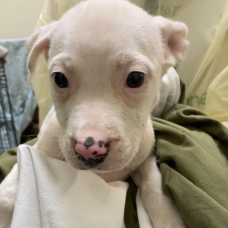 A baby small-sized male White / Cream Mixed Breed dog named Zuma for adoption in Lynchburg, VA