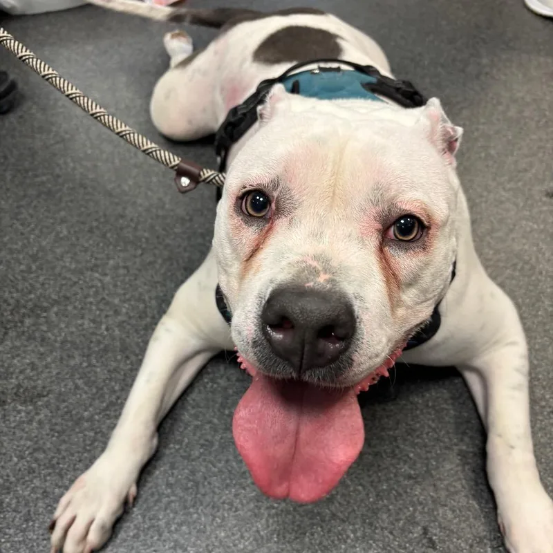 An adult medium-sized male White / Cream Mixed Breed dog named Chance for adoption in Allentown, PA