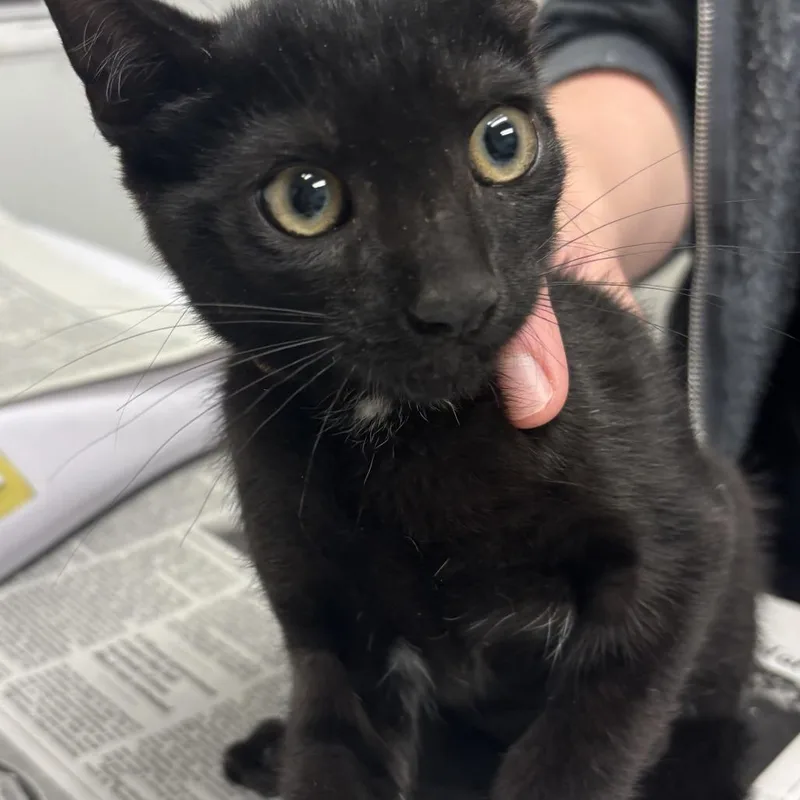 A baby small-sized male Black Domestic Short Hair cat named Squirt for adoption in Jacksonville, FL