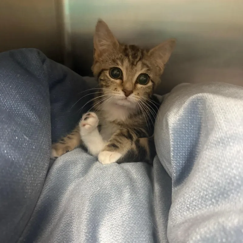 Berenstain Beara thumbnail 2