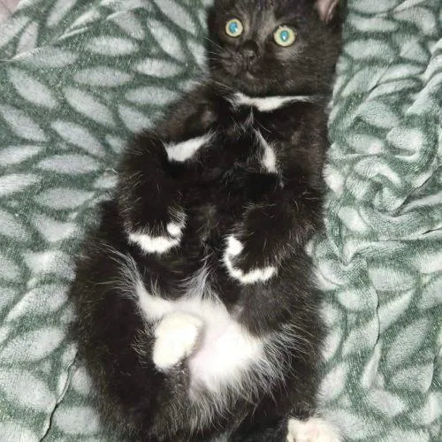 A baby small-sized male Black Domestic Short Hair cat named Toad for adoption in Tipp City, OH