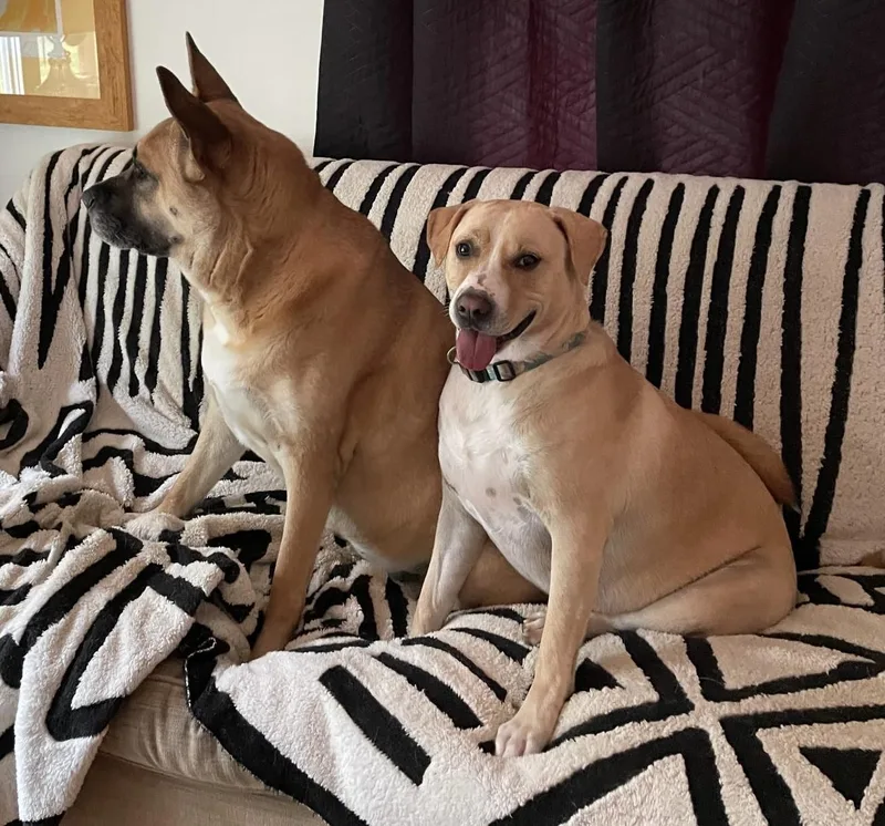 An adult large-sized female Brown / Chocolate Akita dog named Princess for adoption in Sanford, NC