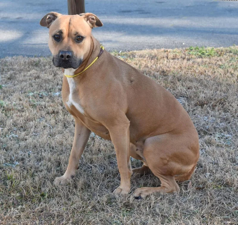 An adult medium-sized female Mixed Breed dog named Sandy for adoption in Kingsland, GA