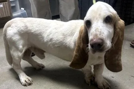 An adult medium-sized male Basset Hound dog named Slinky for adoption in Mays Landing, NJ