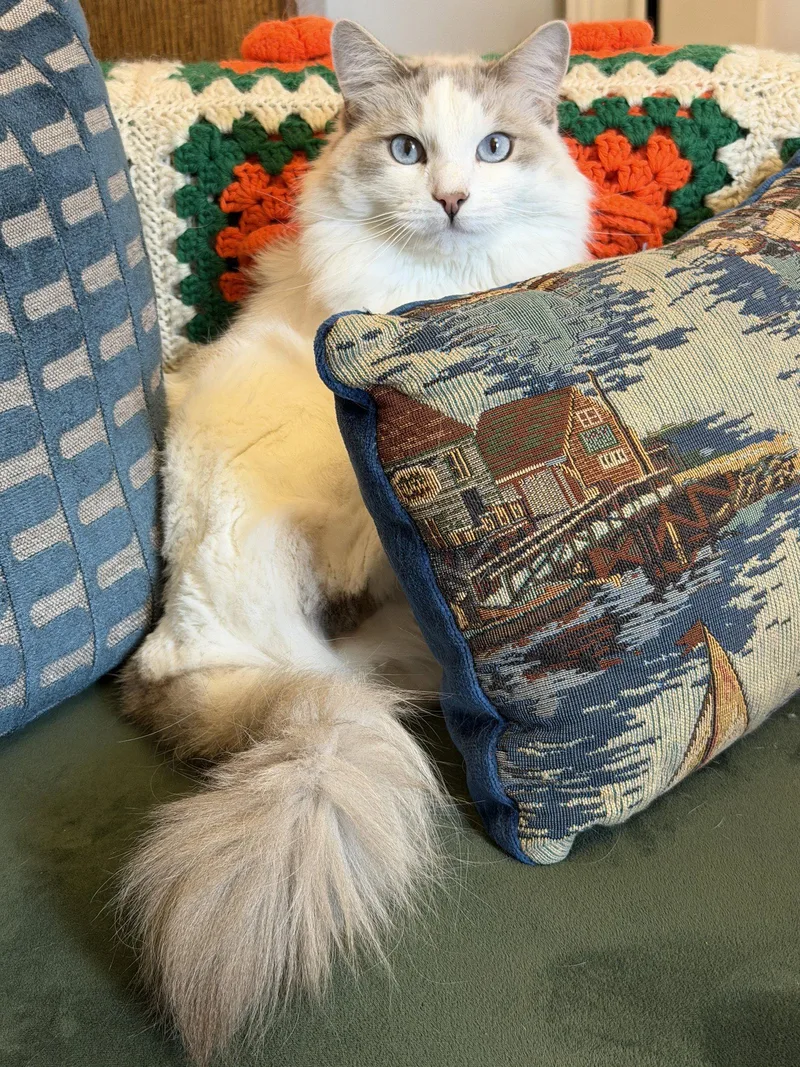 A young small-sized female Ragdoll cat named Lucy for adoption in Walnut Creek, CA