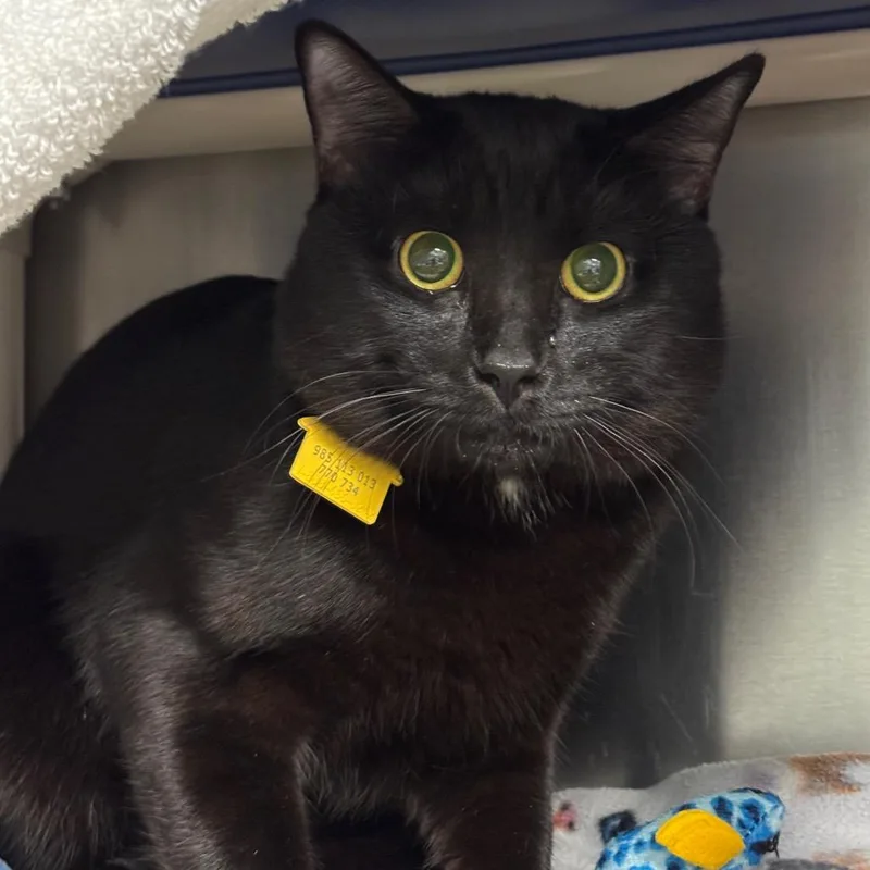 A young small-sized male Black Domestic Short Hair cat named Miso for adoption in Springfield, MA