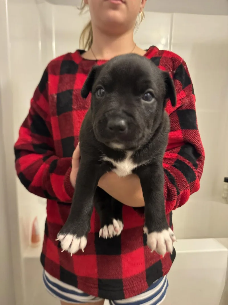A baby medium-sized male Labrador Retriever dog named Sirius for adoption in Holly Springs, NC