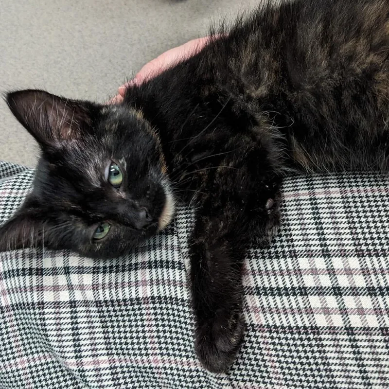 A baby small-sized female Tortoiseshell Domestic Short Hair cat named Cristina for adoption in Middlebury, VT