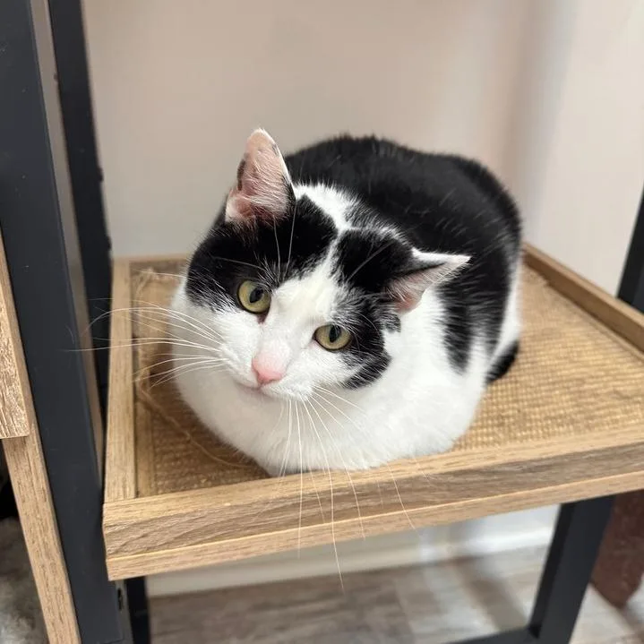 An adult small-sized female Black Domestic Short Hair cat named Cookie for adoption in Greensburg, PA