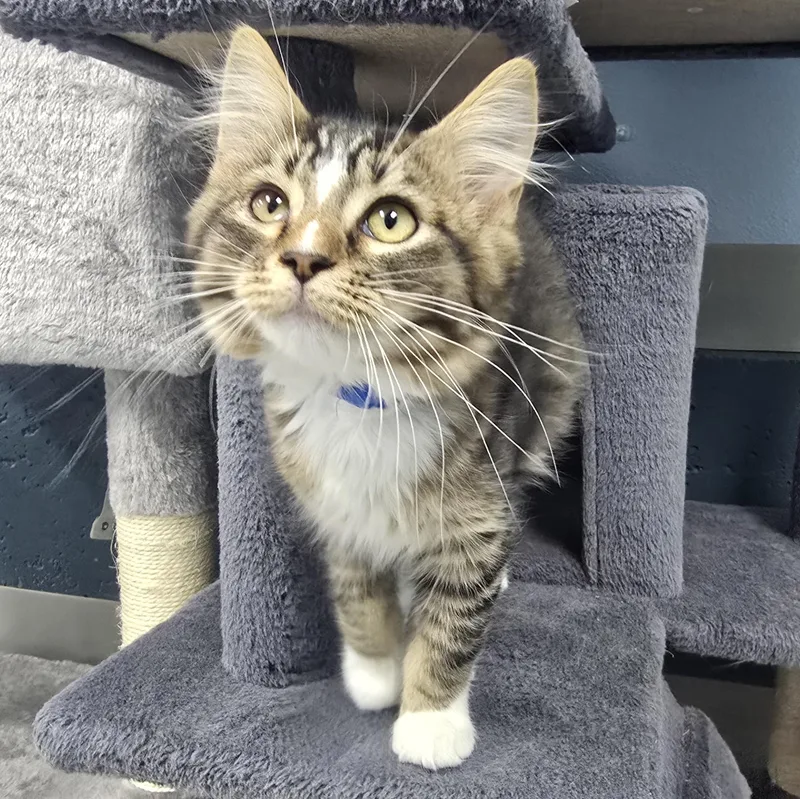 A baby medium-sized male Tabby (Brown / Chocolate) Domestic Long Hair cat named Gibbs for adoption in Farmington, MO