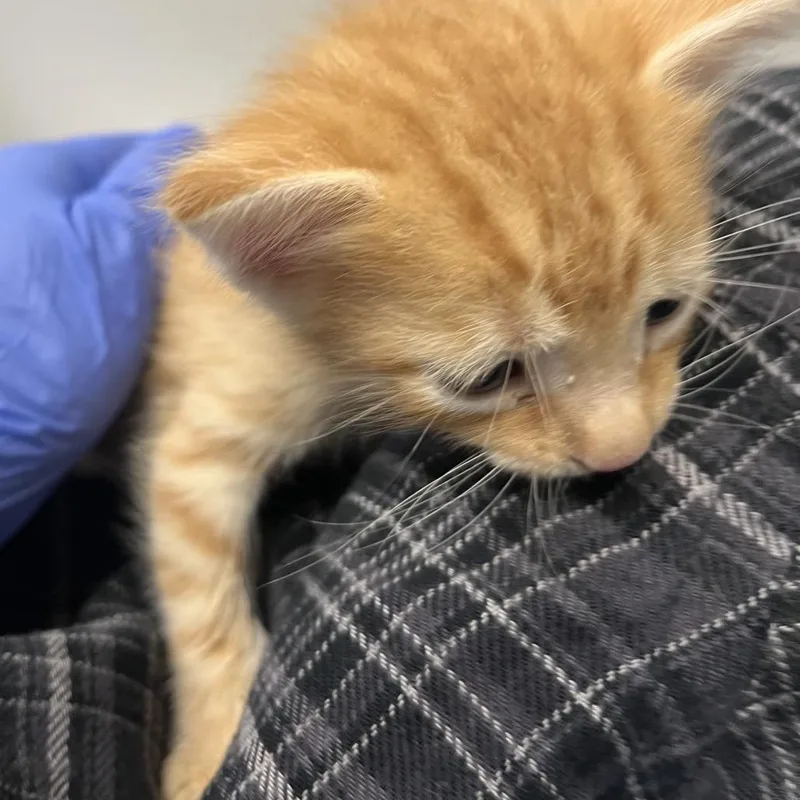 A baby small-sized male Orange / Red Domestic Short Hair cat named Zipper for adoption in Tampa, FL