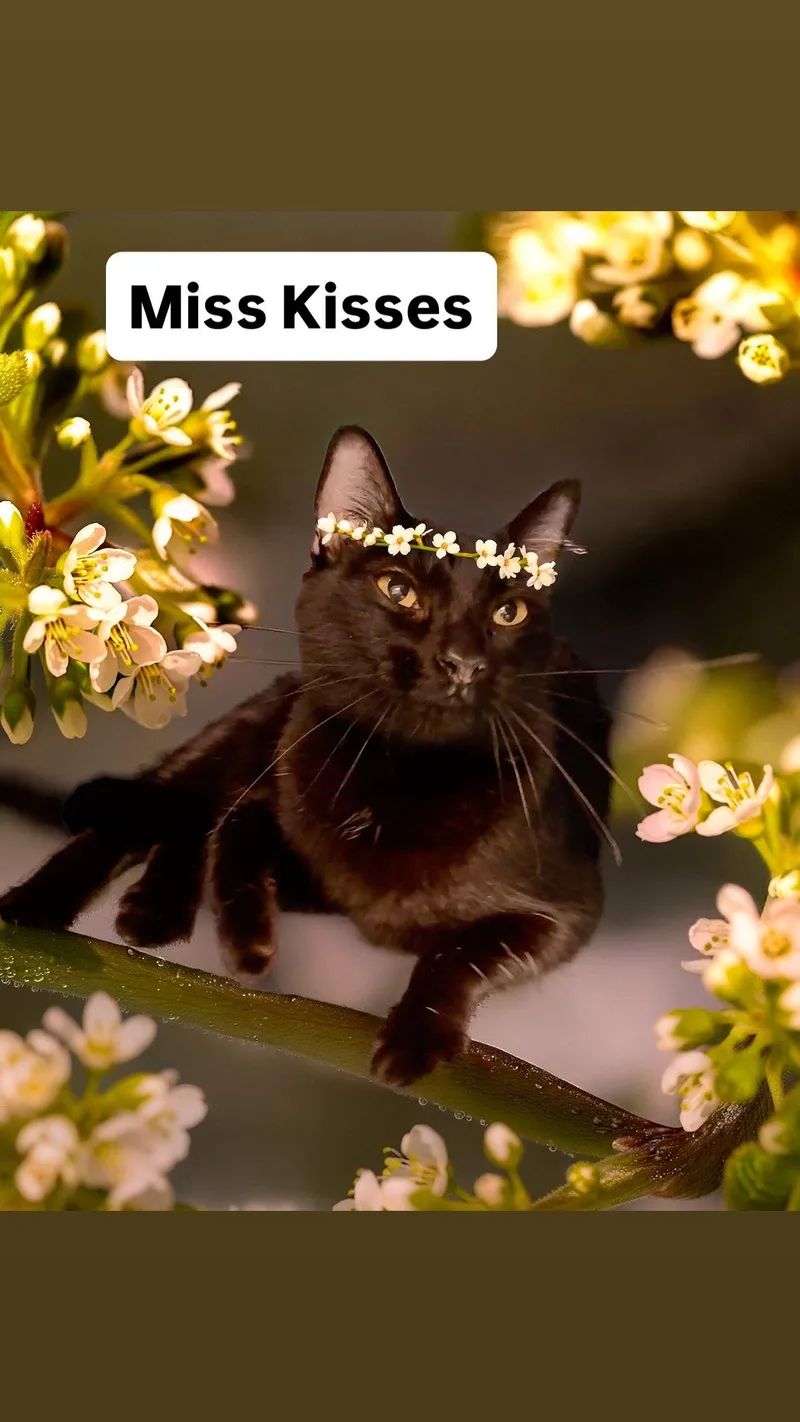 A young medium-sized female Black Domestic Short Hair cat named Miss Kisses At Martinez for adoption in Walnut Creek, CA