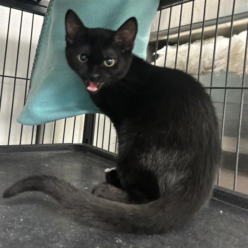 A baby small-sized male Black Domestic Short Hair cat named Tairn for adoption in Lakeland, FL
