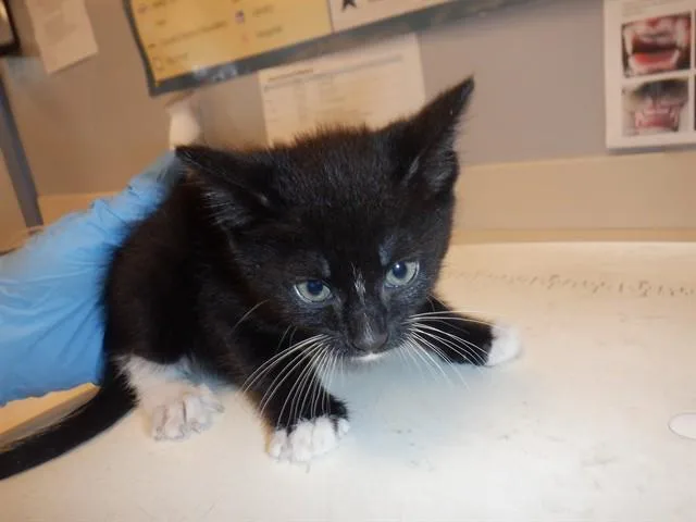 A baby small-sized male Domestic Short Hair cat named Kunguru for adoption in San Jose, CA