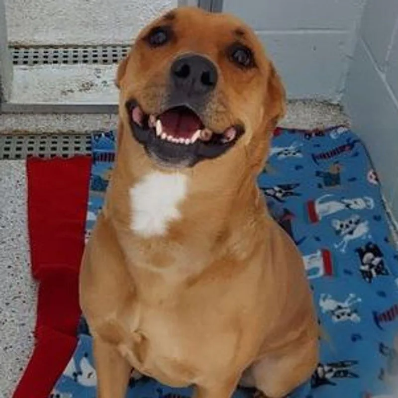 An adult medium-sized female Pit Bull Terrier dog named Sandy for adoption in Lake Havasu City, AZ