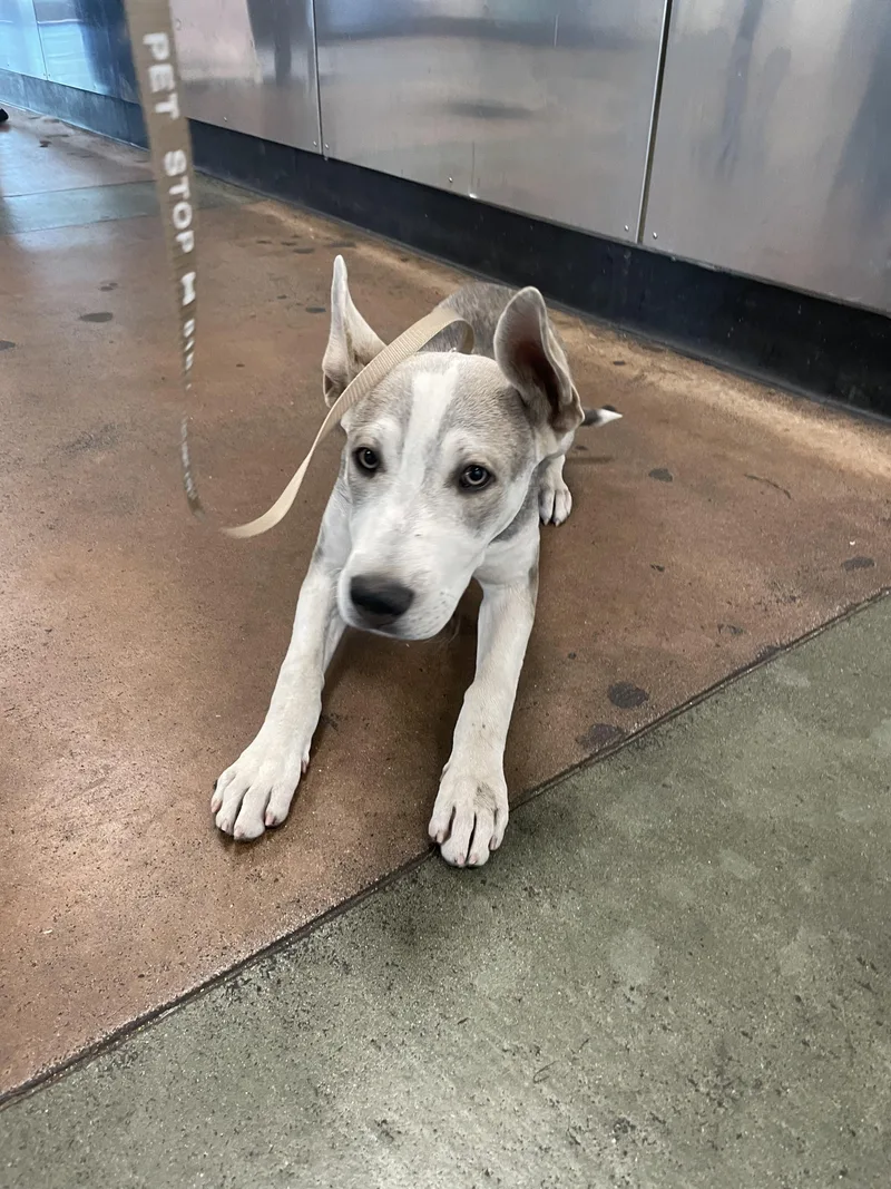 An adult small-sized male Pit Bull Terrier dog named Nico for adoption in Van Nuys, CA