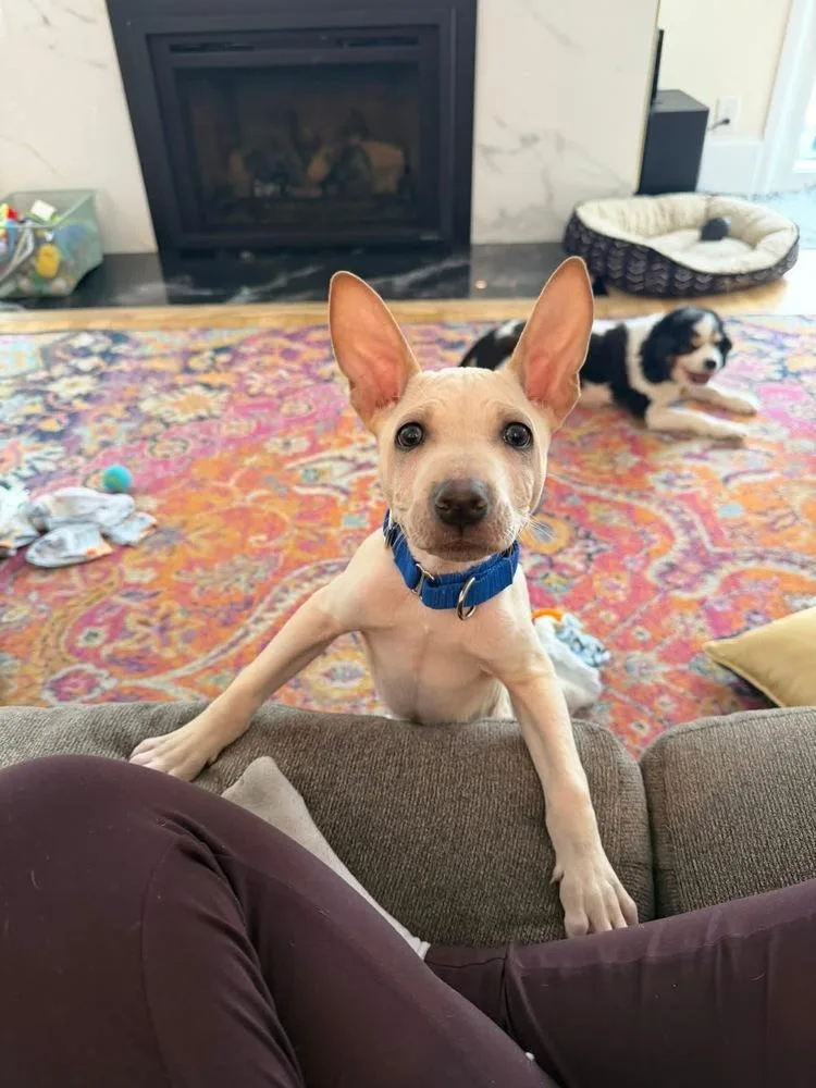 A baby medium-sized male Yellow / Tan / Blond / Fawn Terrier dog named Maye for adoption in Saugus, MA