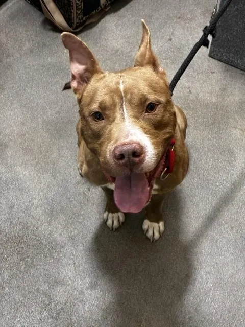 A young medium-sized male Pit Bull Terrier dog named Lang for adoption in Upper Marlboro, MD