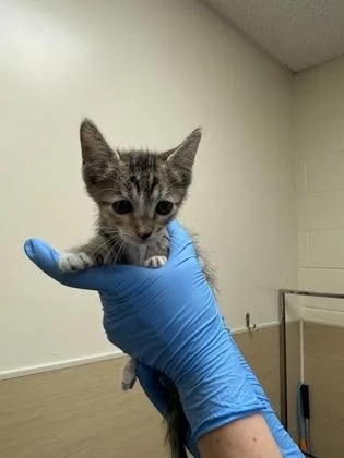 A baby small-sized female Domestic Short Hair cat named Cali for adoption in Honolulu, HI