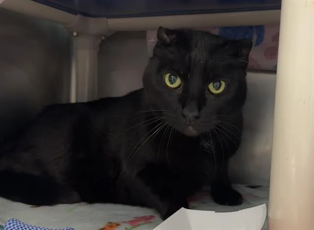 An adult small-sized male Domestic Short Hair cat named Bagheera for adoption in Palo Alto, CA