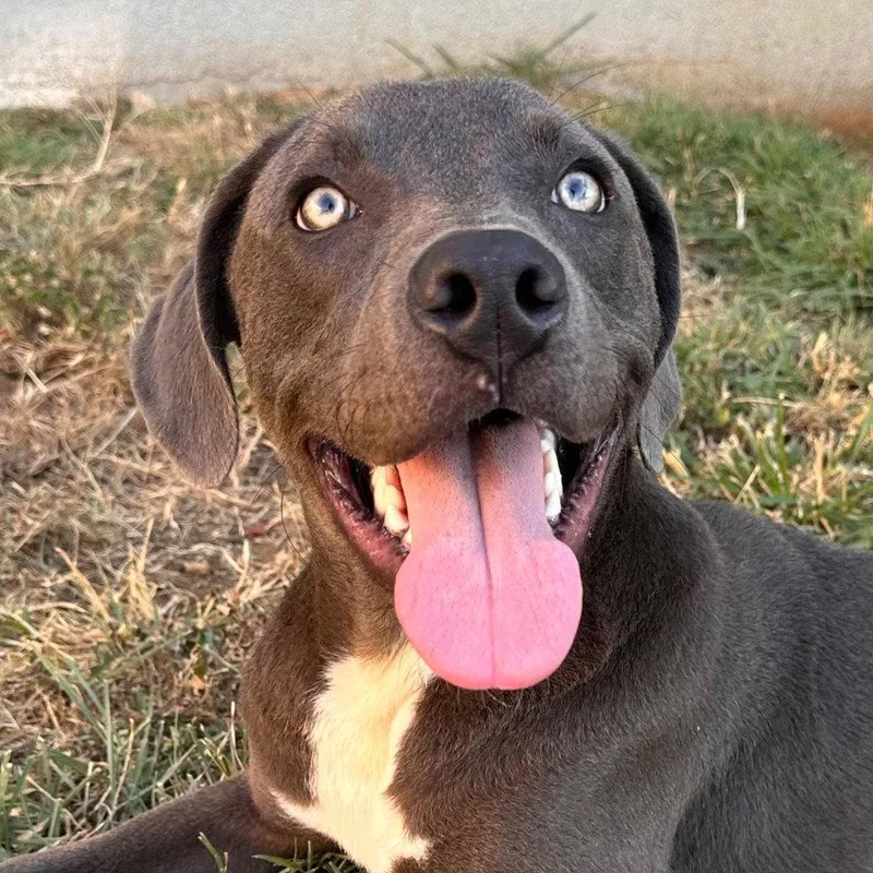 A young large-sized male Terrier dog named Chevy for adoption in Bloomfield, CT