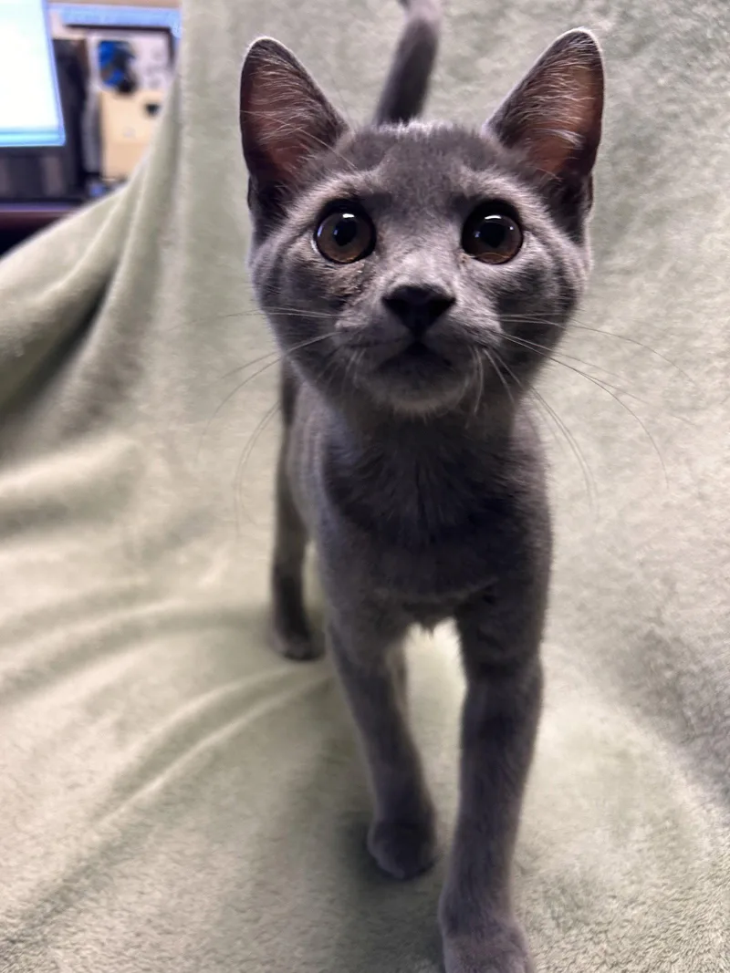 A young medium-sized female Gray / Blue / Silver Domestic Short Hair cat named Ice` for adoption in Locust Grove, GA